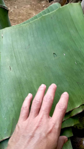 Daun pisang segar 2 tangkai