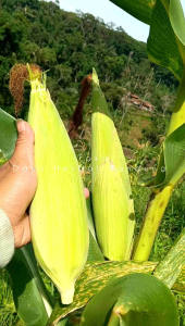 Jagung Kampung tawar segar untuk di rebus dan di panggang | Toko RL HERBAL ALAMI