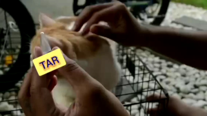 TAR TETES ANTI KUTU: Obat Kutu Kucing Aman Untuk Hamil & Kitten