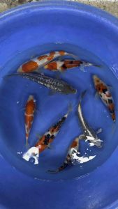 Japan koi import 33-38cm top selection grade - RM980 per koi + shipping RM60