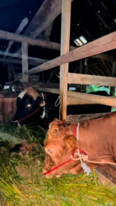TALI KELUH SAPI / CONGAR SAPI / HEAD HALTER / KALUNG SAPI BLASTER
