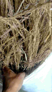 sapu jerami padi ketan hitam