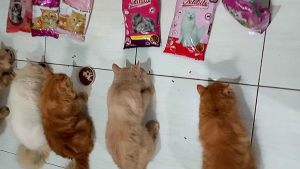 MAKANAN KUCING CAT CHOIZE 800g