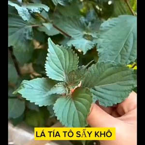 tía tô sấy khô 500g loại 1 nhiều lá