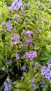 เทียนหยดม่วง กระถาง 11 นิ้ว ต้นสวยและแข็งแรง (กทม)