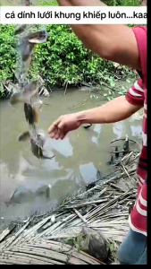 lưới bắt cá 3 mànkhổ cao 80cmdài 100 métmắt lưới từ 3phân rưỡi đến 7 phân