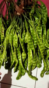 Petei Tua Segar 1 Ikat atau 10 Lonjor Murah (Bisa COD)