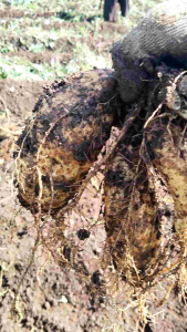 1kg ubi madu UNGU