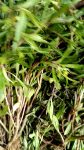 1kg cây cỏ mực - phơi khô ( cây nhọ nồi)