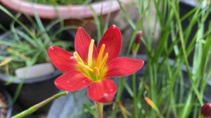 user: D.หัวดอกบัวดิน Singapore Slim หัวละ 30 บาท - การลดน้ำหนักและรองรับการค้า 30 บาท