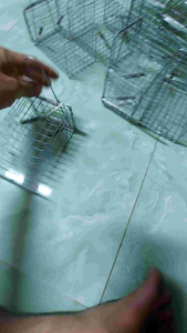 bẩy chuột lồng  kích thước 155 x 95 x82mm. combo 5 cái.