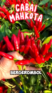 Selamat Datang Ditoko Kami 🌱Bibit Cabe Mahkota Merah Memiliki Bentuk Tanaman Tinggi Sangat Kuat Mudah Beradaptasi Dengan Tipe Tanah Dan iklim. Buah panjang sangat pedas banyak disukai petani warna buah merah menyala saat masak