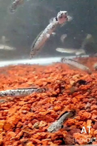 Channa Limbata Granit 2 inci