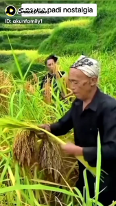 BENIH PADI SUPER BAGJA KUALITAS UNGGUL 1 KG