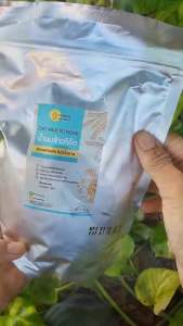 (ขายดี) ผงนมข้าวโอ๊ต [ไม่มีน้ำตาล] ผงข้าวโอ๊ต พร้อมชง ขนาด 500g. ข้าวโอ้ตผง [ชงได้ 20 แก้ว] นมจากพืช oat milk powder oatly