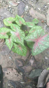 talas hias merah muda