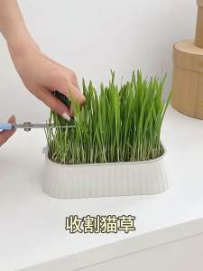 MINI Hydroponic box tray with Cat Grass seeds Pineapple shape