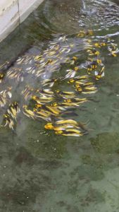 Mayan Butterfly Koi / Live Fish 玛雅鲤鱼