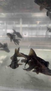 Black Moor Goldfish Size 1.5-2 inches (3-4 cm) / Fish for Aquarium