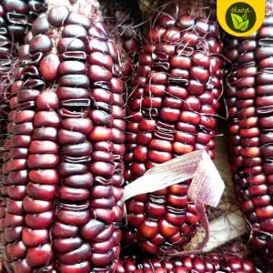 Purple Corn Seed Packets: A Guide to Growing Purple Corn at Home