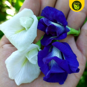 binhi pantanim ternatea herb seeds for planting outdoor plant