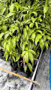 มะม่วงแก้วขมิ้น ต้นกิ่งทาบ ขนาดต้นสูง 1 เมตร - มีความหรูหราสูง