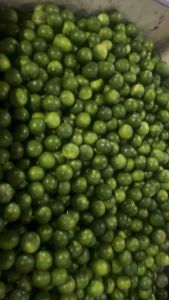 มะนาวแป้นรำไพเพชรบุรี เบอร์ 500(ขนาดกลาง)ครึ่งกิโล(9-15ลูก)เปลือกบาง น้ำหอม เก็บสดใหม่ก่อนจัดส่ง* (เส้นผ่านศูนย์กลางประมาณ 3.5-4 ซม.)