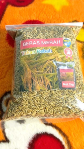 Bibit Padi uggul 1000 gram beras merah super