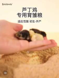 【500gram】 makanan anak ayam  burung puyuh jepun芦丁鸡专用产蛋饲料下蛋粮芦丁鸡小鸡幼鸡开口育雏食物粮食