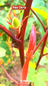 RED RUBY OKRA SEEDS 10g KANEKO VEGETABLE SEEDS VEGETABLE GULAY SEEDS HOME GARDENING/ FARMING / GreenLeafy Shop