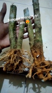 Bonsai Anting Putri Bonggol Twin