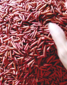 MAGOT KERING KEMASAN 1LUSIN (12 pcs)