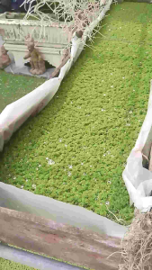 แหนแดงสายพันธุ์กรมเกษตร อะซอลล่าไมโครฟิลล่า ขนาด 200 กรัม