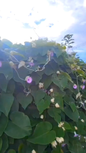 ใบระบาด กระถาง 11 นิ้ว ต้นสวยและแข็งแรง (กทม)