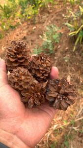 Paket promo Bunga Pinus Kering Bersih decorasi Rustic