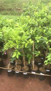 ต้นมะนาวหวาน เสียบยอดขนาด60-70ซม. อยู่ในตระกูลเดียวกับมะนาวแป้นลูกใหญ่.ลูกดก.เปลือกบางออกลูกตลอดทั้งปีทนต่อแมลงและแคงเกอร์. เนื้อสีเหลืองเหมือนสัมเขียวหวาน. รสชาติหวาน