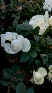 (Hemat 3 Warna) Putih Tanaman Hidup Bunga Mawar l Murah & Gratis Ongkir