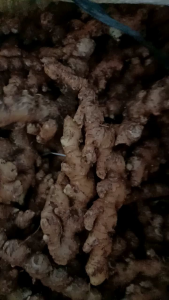jahe emprit asli/jae fresh segar tua minim tanah