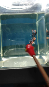 (Same as photo)Multi Metallic Betta Fish Size S+ Ikan Laga Show Gred