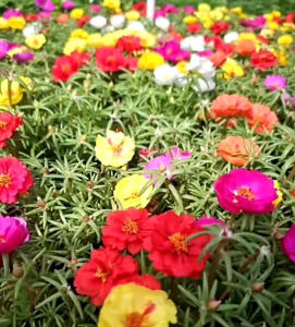 (KEMASAN PREMIUM) BIJI/BENIH BUNGA MOSSROSE/PORTULACA ROSE DOUBLE MIX (isi-+1.000 butir)