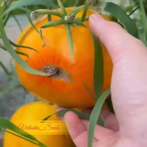[Virladia Seeds] Biji Benih tanaman Tomat Beefsteak Amana Orange