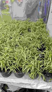 ต้นไผ่เงิน หญ้าสัตว์เลี้ยง