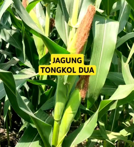 BIJI | BENIH JAGUNG 2 TONGKOL F1 BISI ( REPACK )