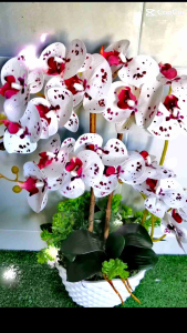 Artificial New Colour Latex Orchid with Potted