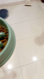 PAWS Mangkok Anabul Dog Cat Slow Feeder Bowl Anti Choking Mangkok Anjing Kucing