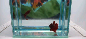 BETTA HMPK SUPER RED PAIR JUNIOR ( MALE + FEMALE )