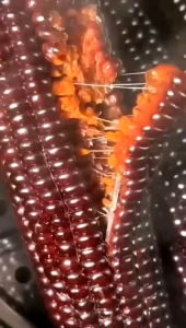 100 Benih Jagung Ungu/Hitam Super