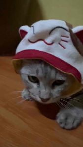 หมวกสัตว์เลี้ยง หมวกลายแมวนำโชค หมวกอังเปา หมวกตรุษจีน หมวกแมวน่ารัก หมวกแมว สินค้าสต็อกในไทย