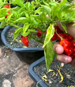 5 BUTIR BIJI/BENIH CABE SUPER PEDAS DORSET NAGA PEPPER
