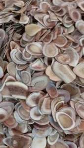 LỘC NHUNG( nhung hươu lộc giác) khô thái lát hàng to loại 1 -đặc sản tây bắc 333